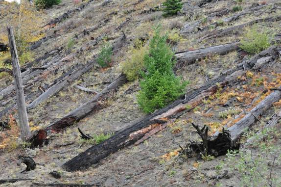 As árvores mortas pela erupção do Santa Helena, em 1980 (estado de Washington, oeste dos Estados Unidos)